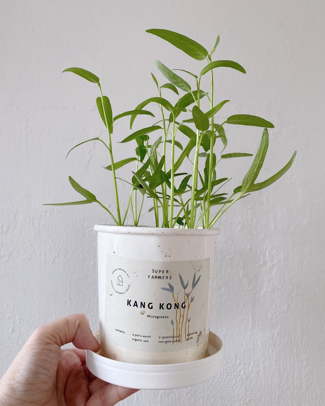Kang Kong microgreens planter starter kit 