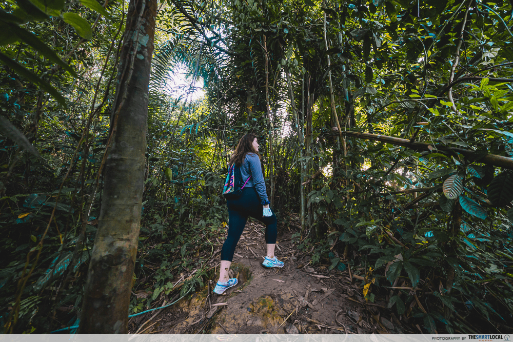 Hiking in green spaces at Clementi Forest