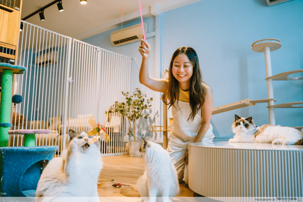 Valentine's Day Cat Cafe Date