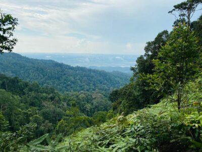 Gunung Pulai Recreational Forest: 4-Hour Hiking Trail Near JB