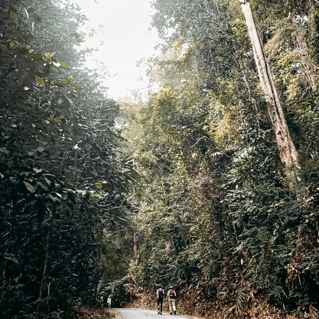 Gunung Pulai Johor - trail