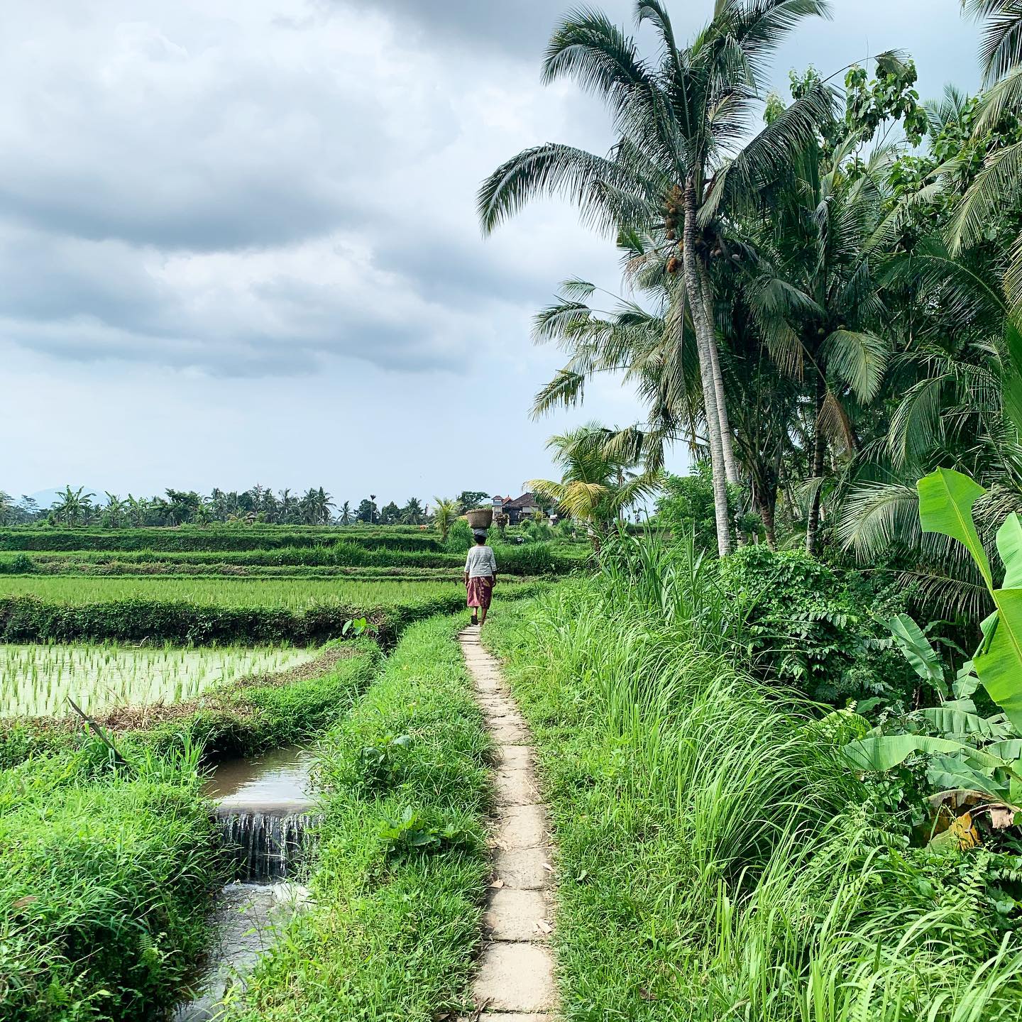 Hiking in Bali - Sari Organic Walk - route