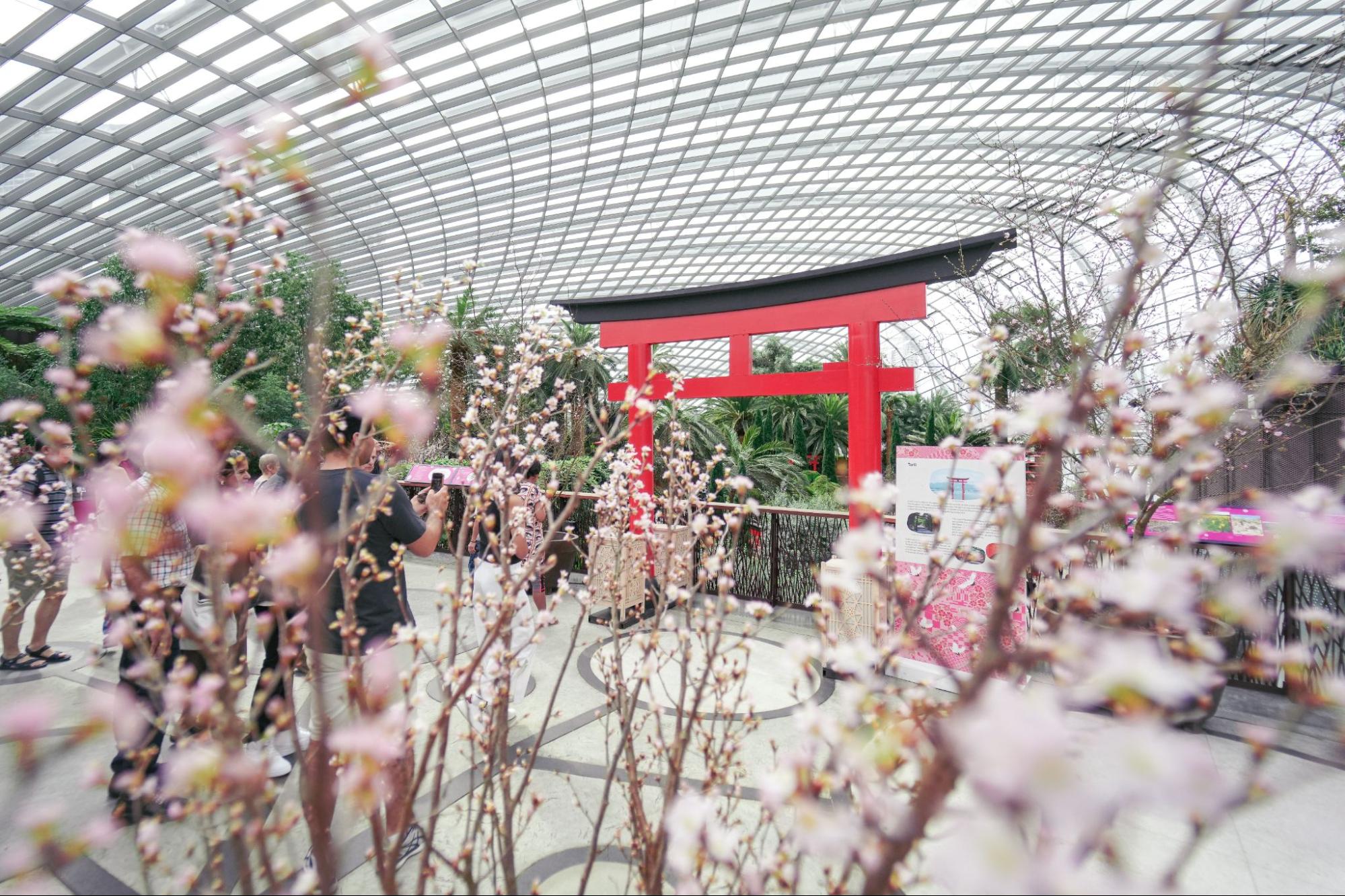 Sakura display 2023 singapore - flowers