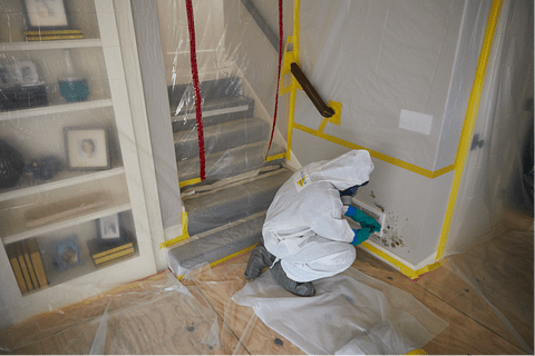 home mold removal service - ecosense anti mold painting service