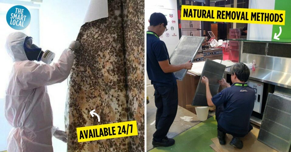 9 Best Home Mold Removal Services In Singapore