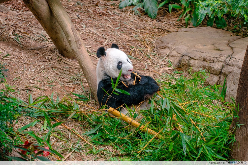 mandai wildlife reserve - river wonders giant panda forest