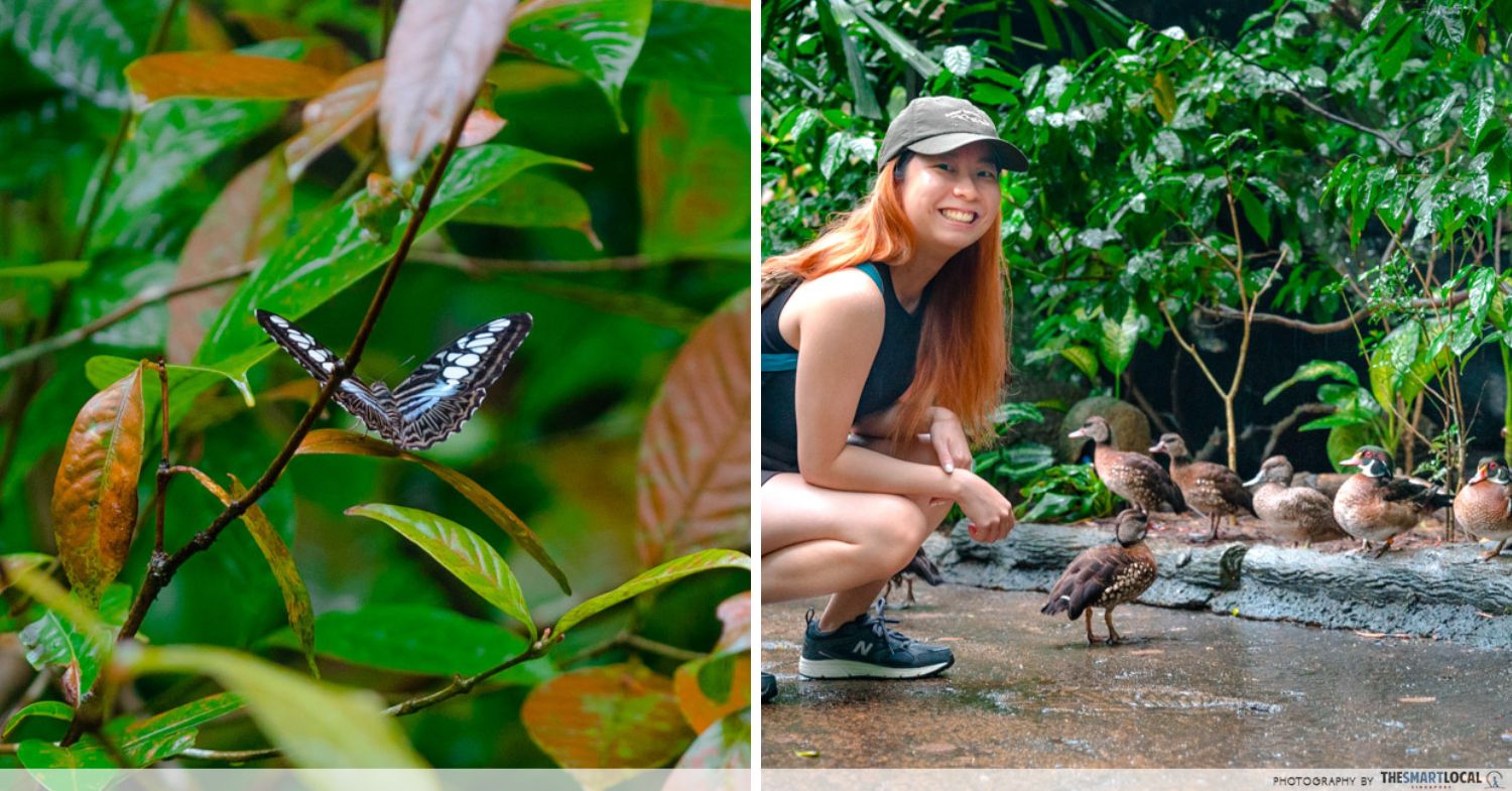 mandai wildlife reserve - singapore zoo fragile forest
