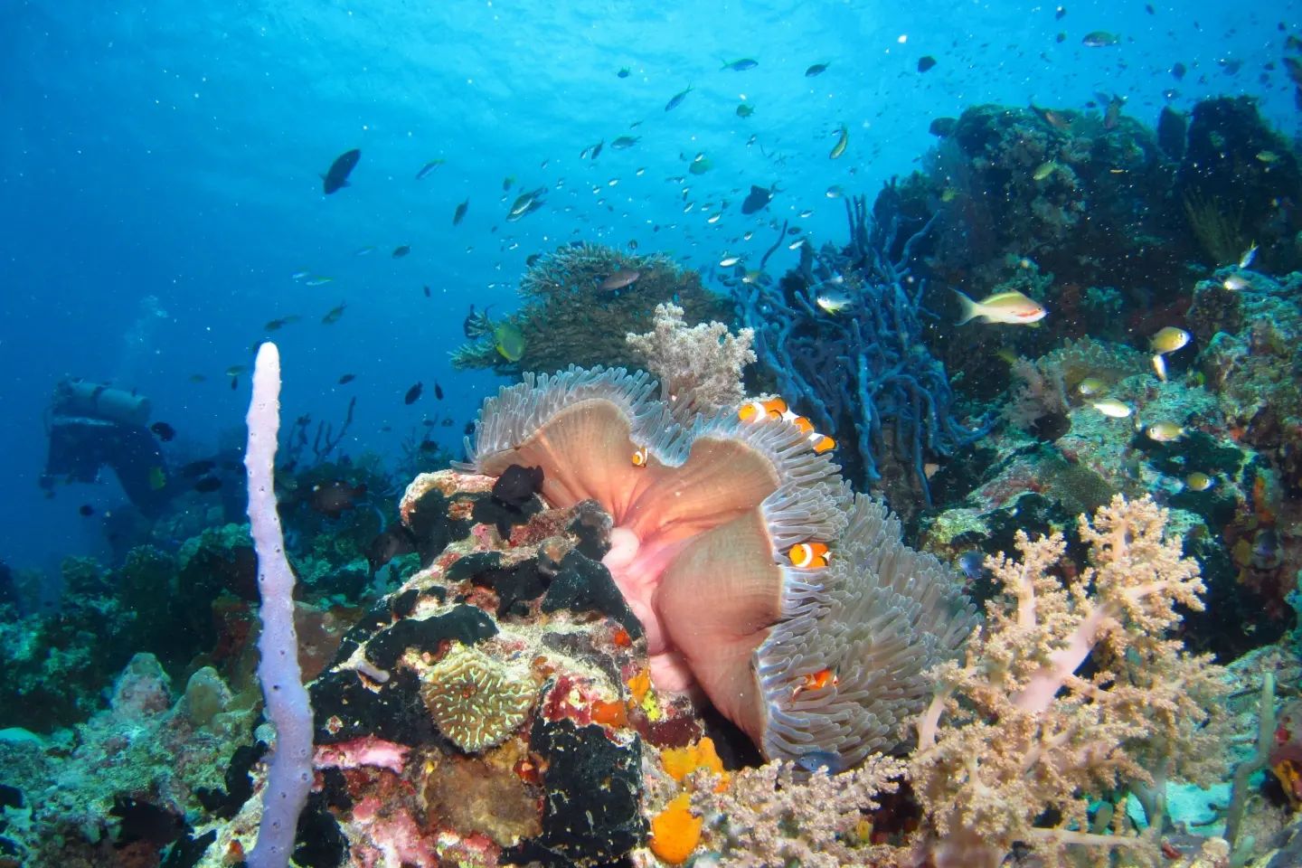 scuba diving bali coral reefs