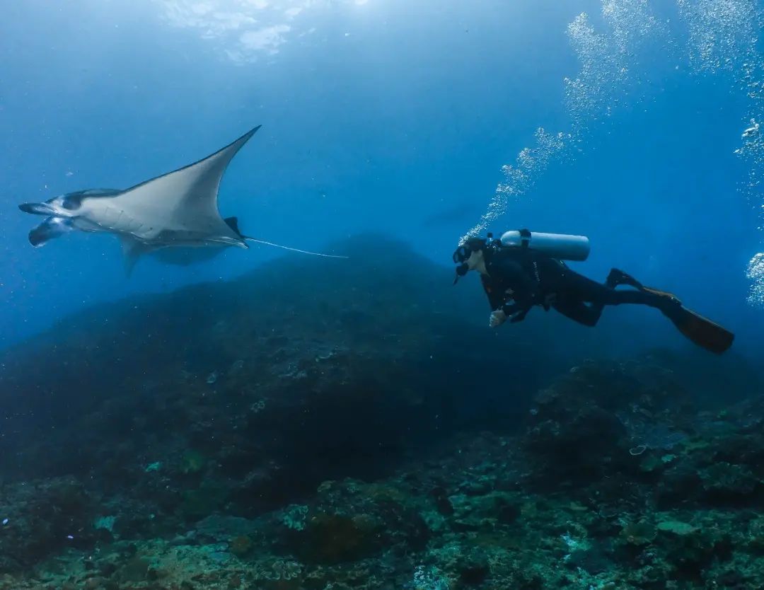 scuba diving bali manta rays