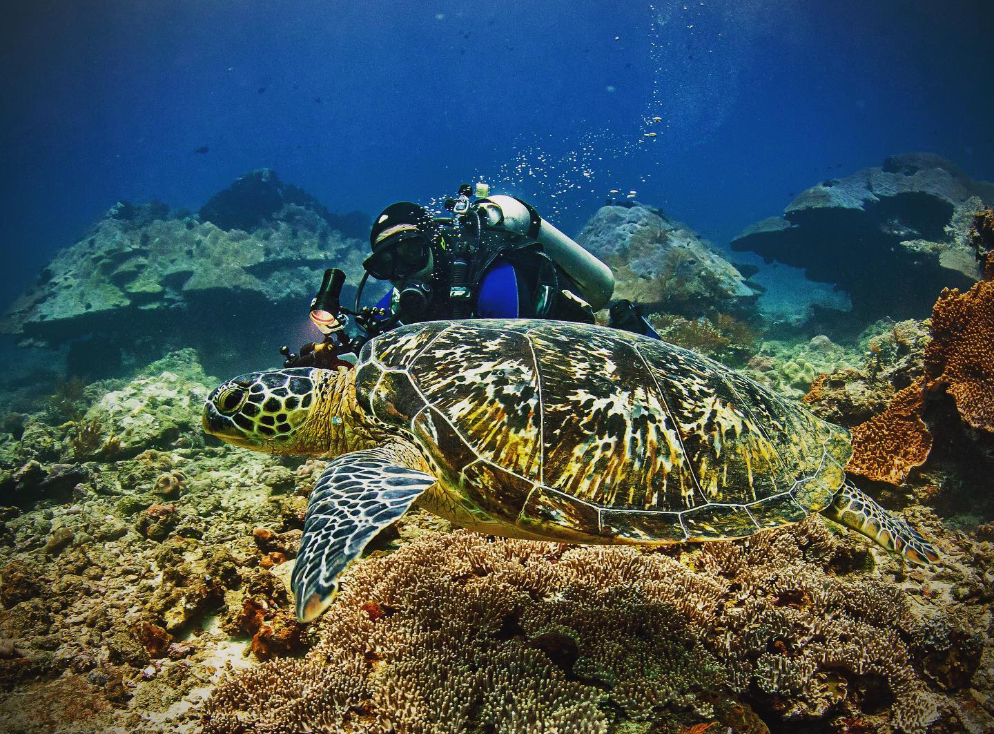 scuba diving bali sea turtles