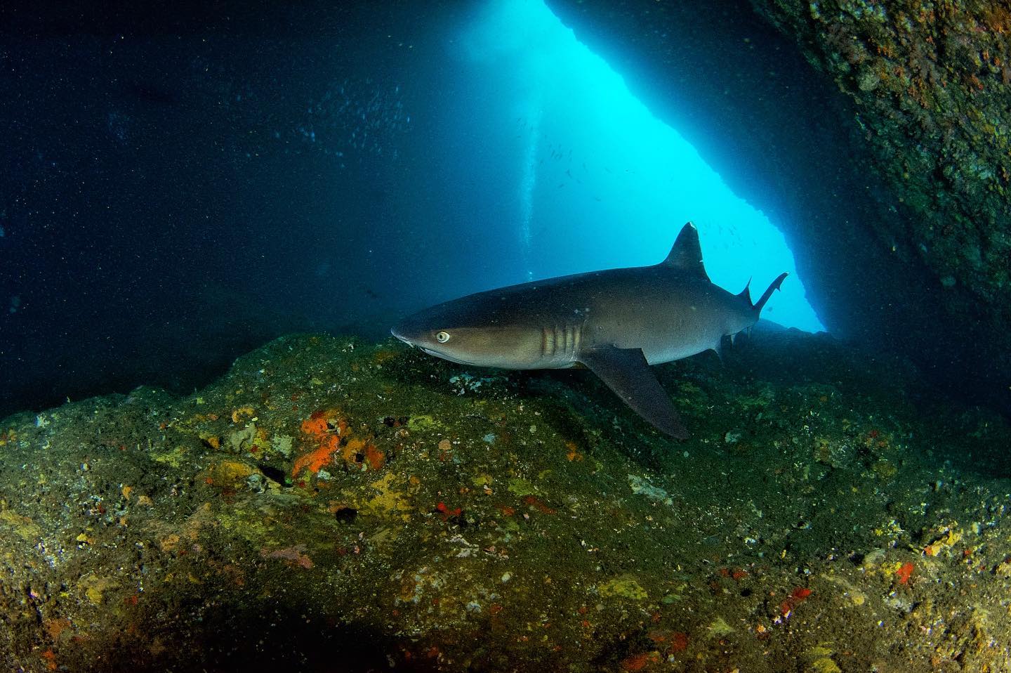 scuba diving bali shark cave