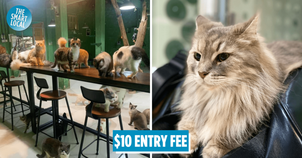 Cat Safari Is An Adorable Cat Sanctuary In Bukit Timah Not Many People Know About