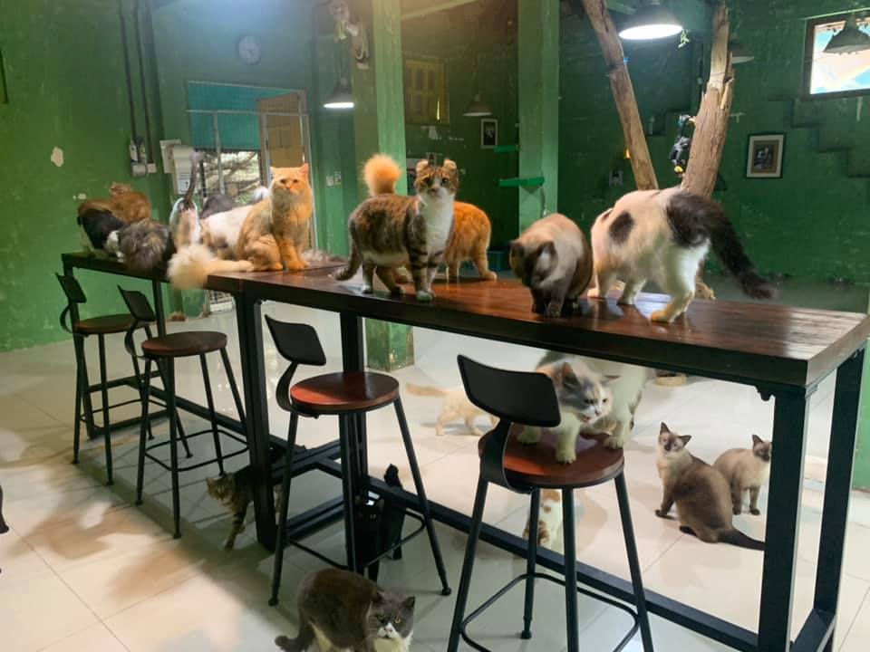 Cat Safari Singapore - different breeds of cats