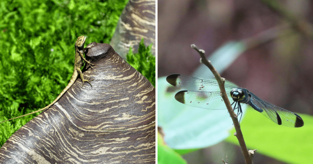 Jurong Eco Garden Is A Hidden Nature & Wildlife Spot Near NTU