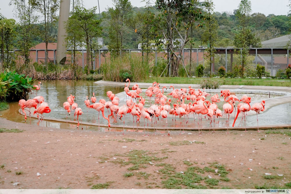 Mandai Bird Paradise - Flamingoes