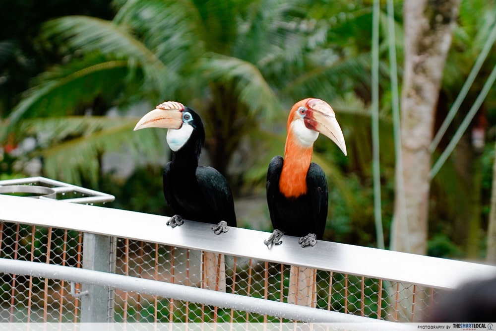 Mandai Bird Paradise - hornbills