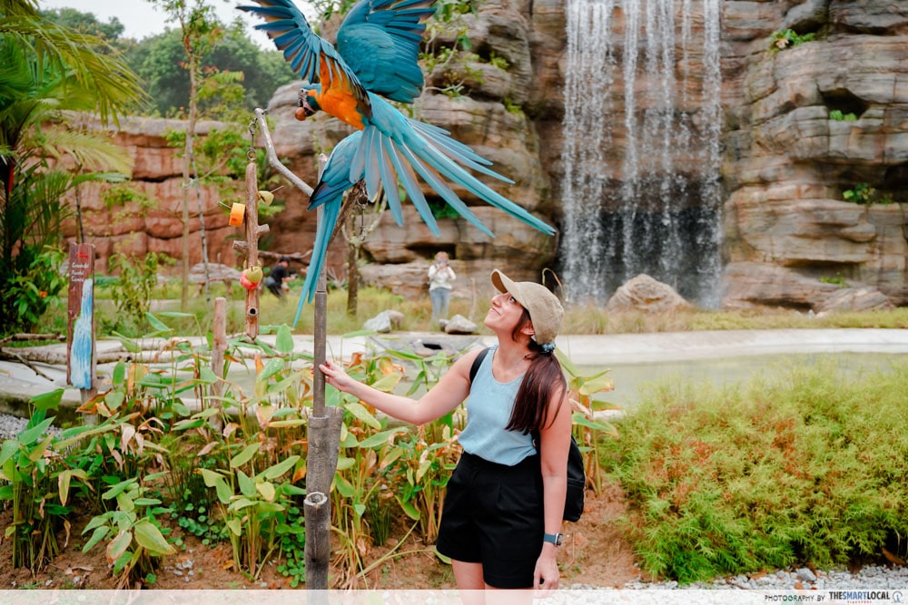 Mandai Bird Paradise - interacting with parrots