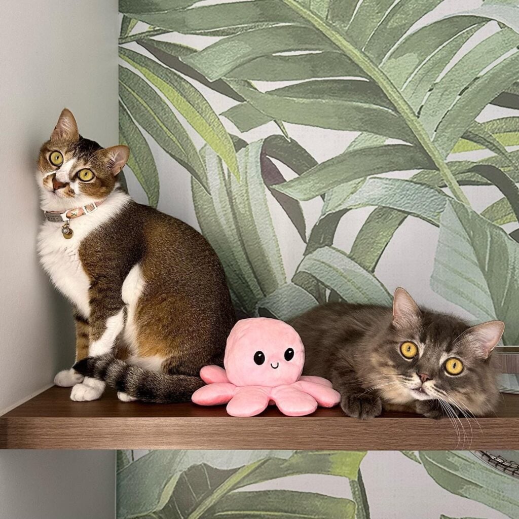 8 Best Cat Hotels In Singapore