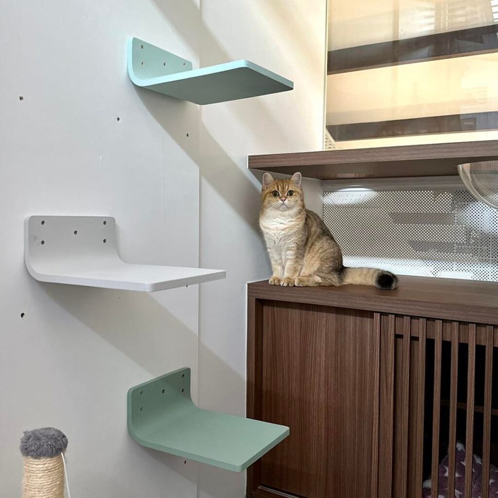 8 Best Cat Hotels In Singapore