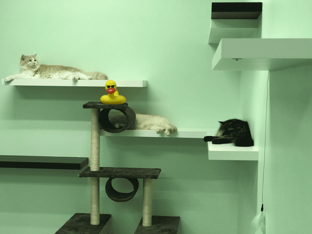 8 Best Cat Hotels In Singapore