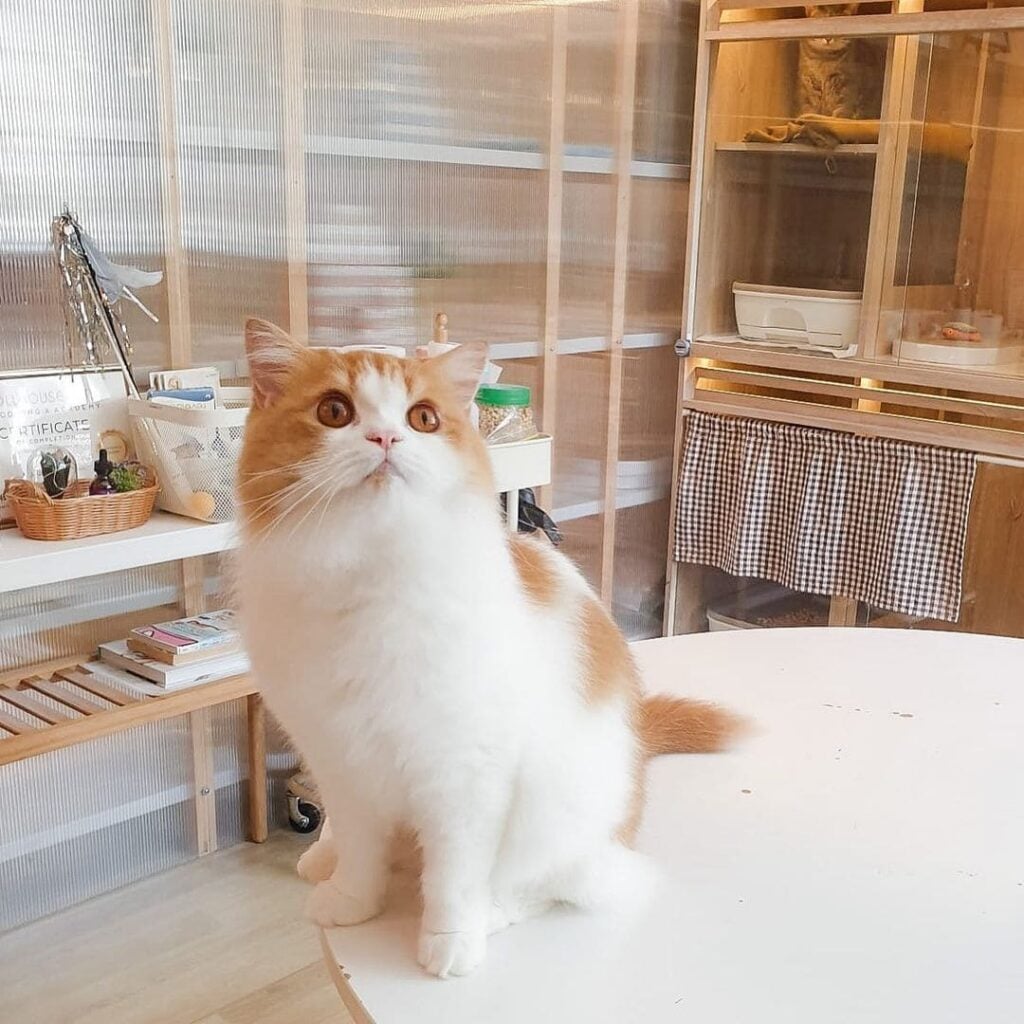 8 Best Cat Hotels In Singapore