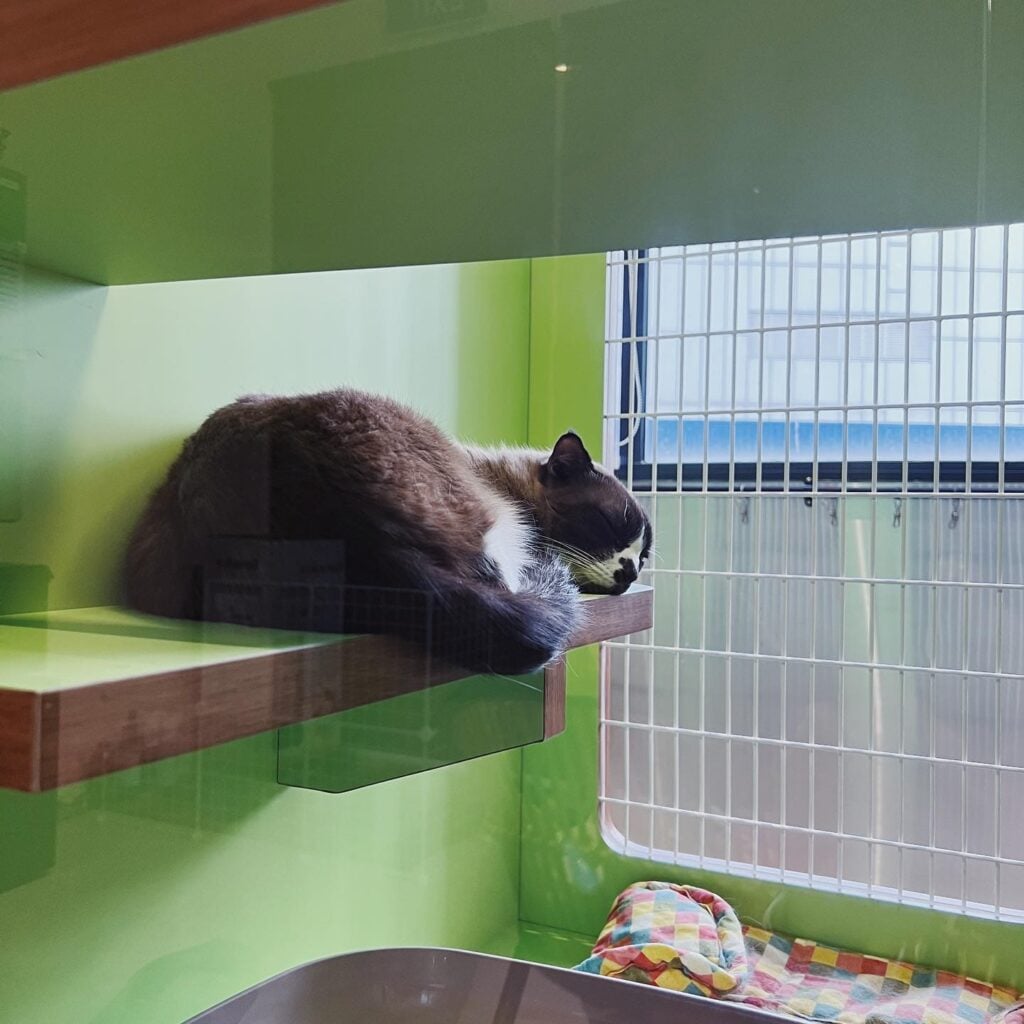 8 Best Cat Hotels In Singapore