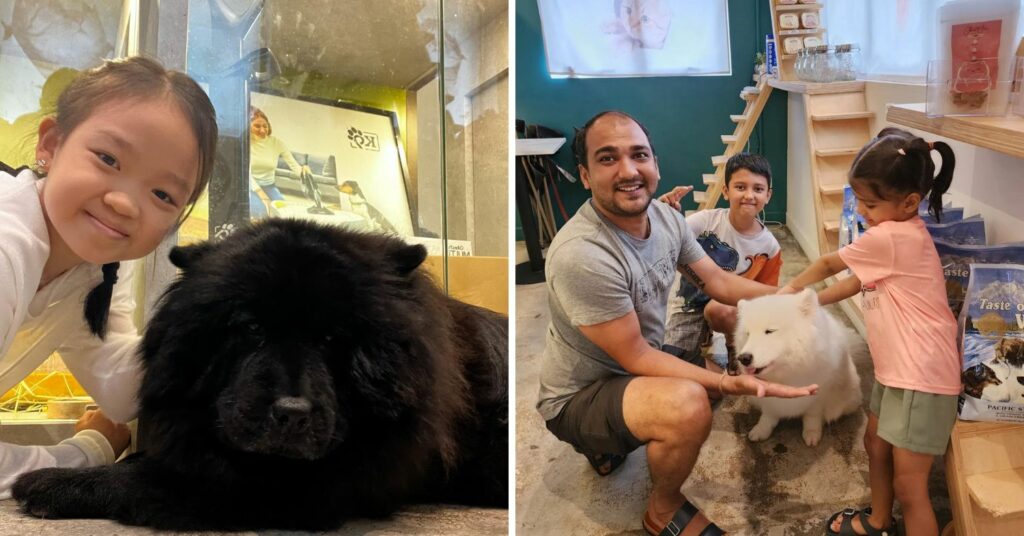 Chow Cute Cafe Play & Dine With Chow Chows