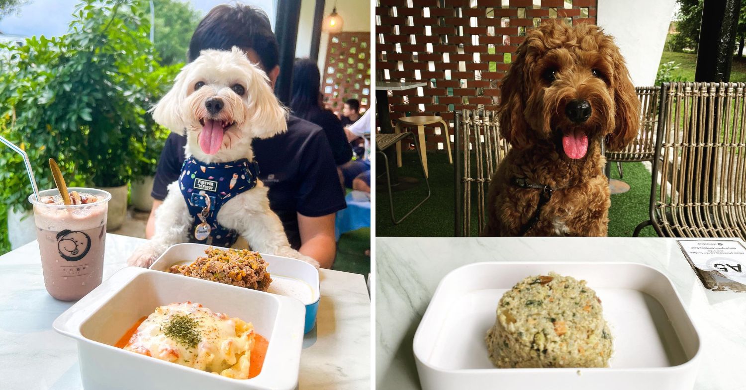 pet-friendly food at chow cute cafe 
