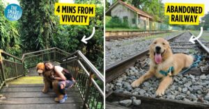 dog friendly hiking trails singapore