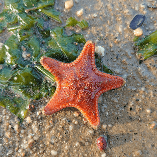 intertidal-walks-pasir-ris-park-cake-sea-star