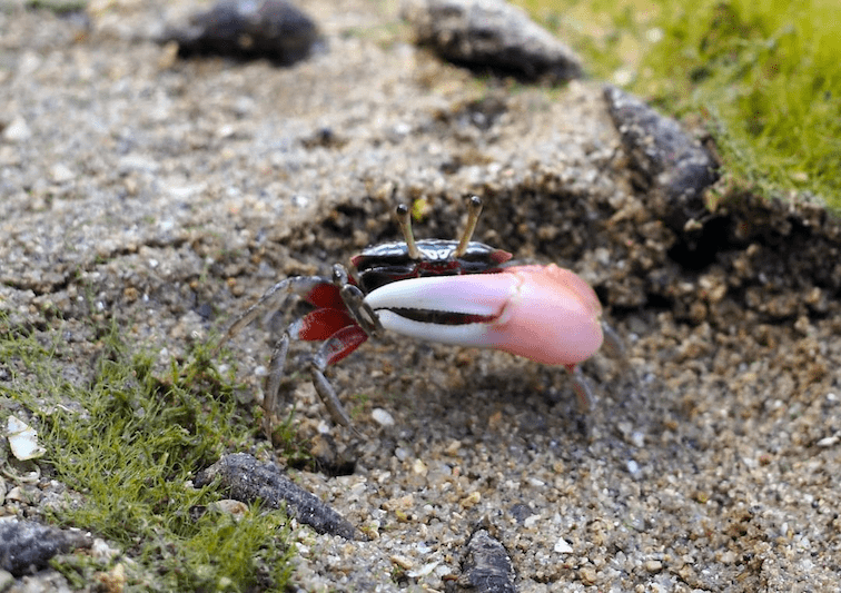 st-johns-island-and-kusu-island-fiddler-crabs