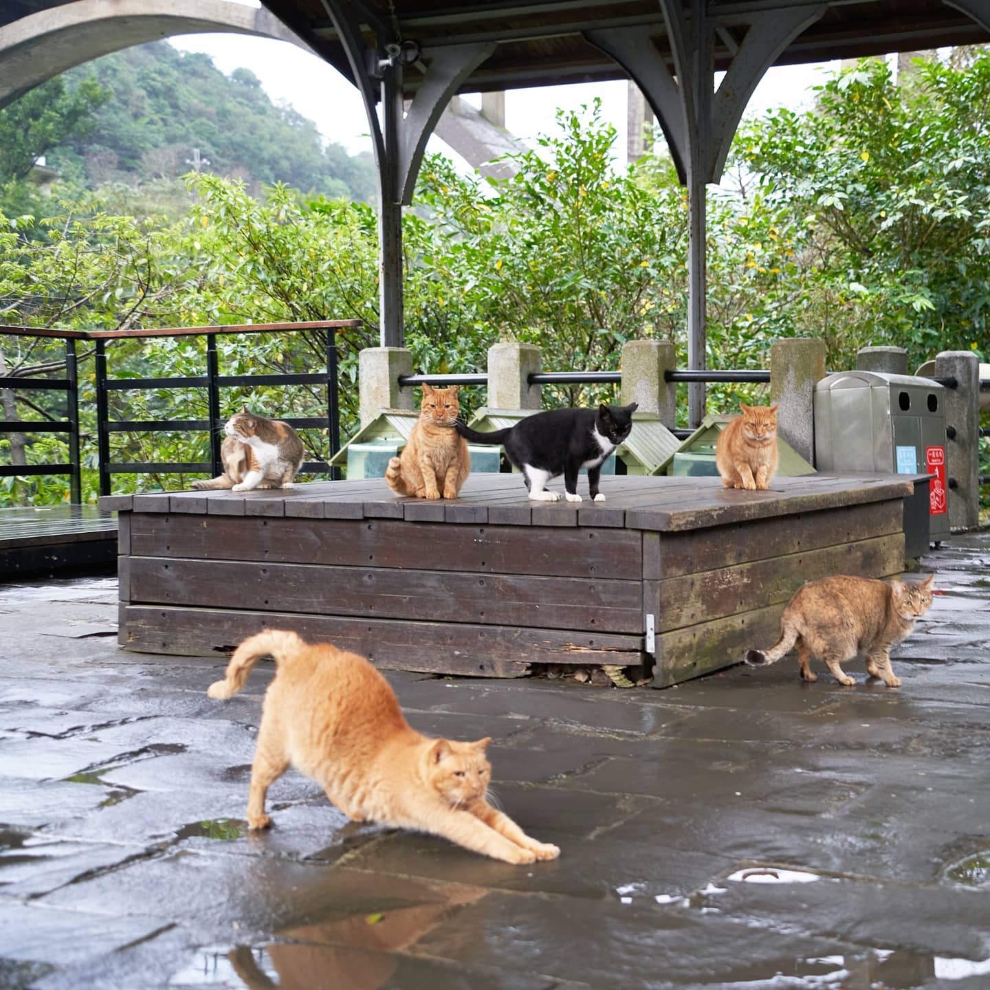 taipei things to do - houtong cat village