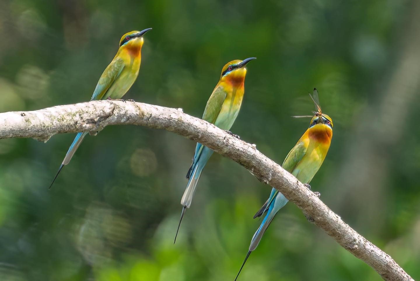 Hampstead Wetlands Park - Bee-eaters