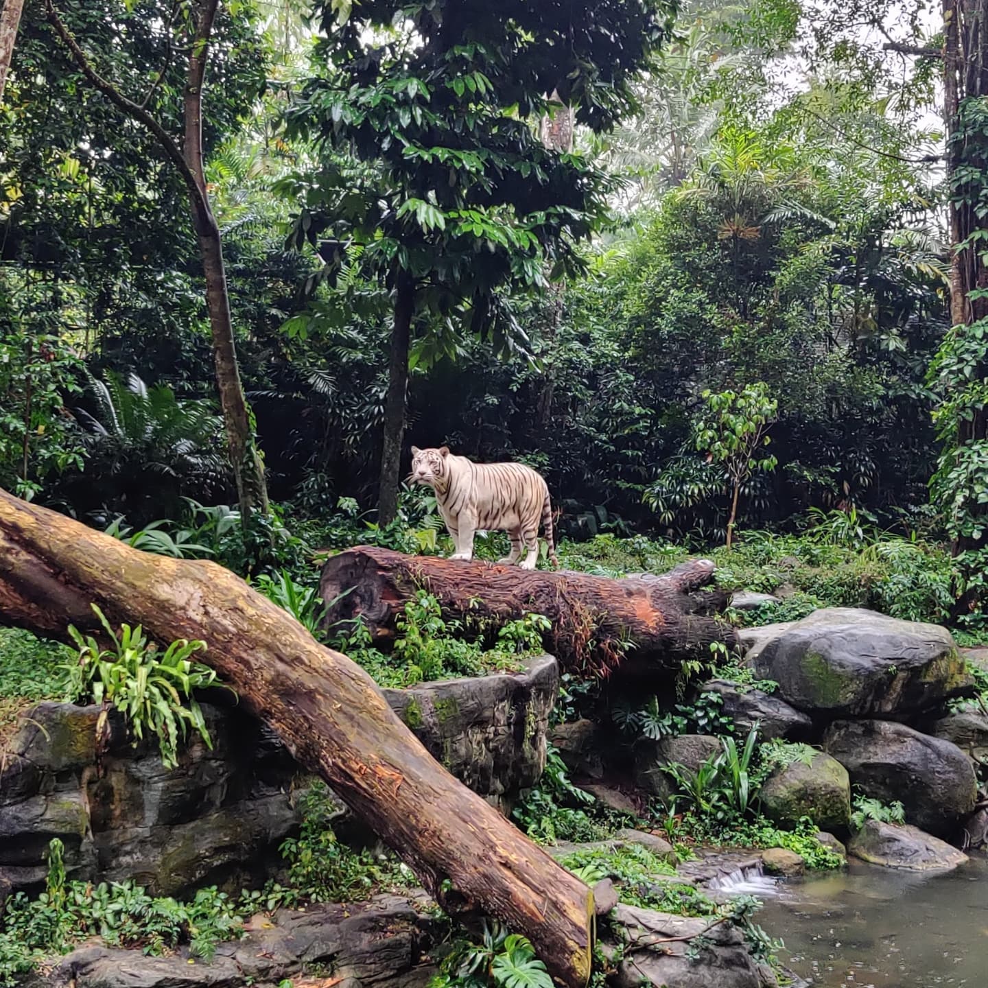 Singapore Zoo Guide - White Tiger