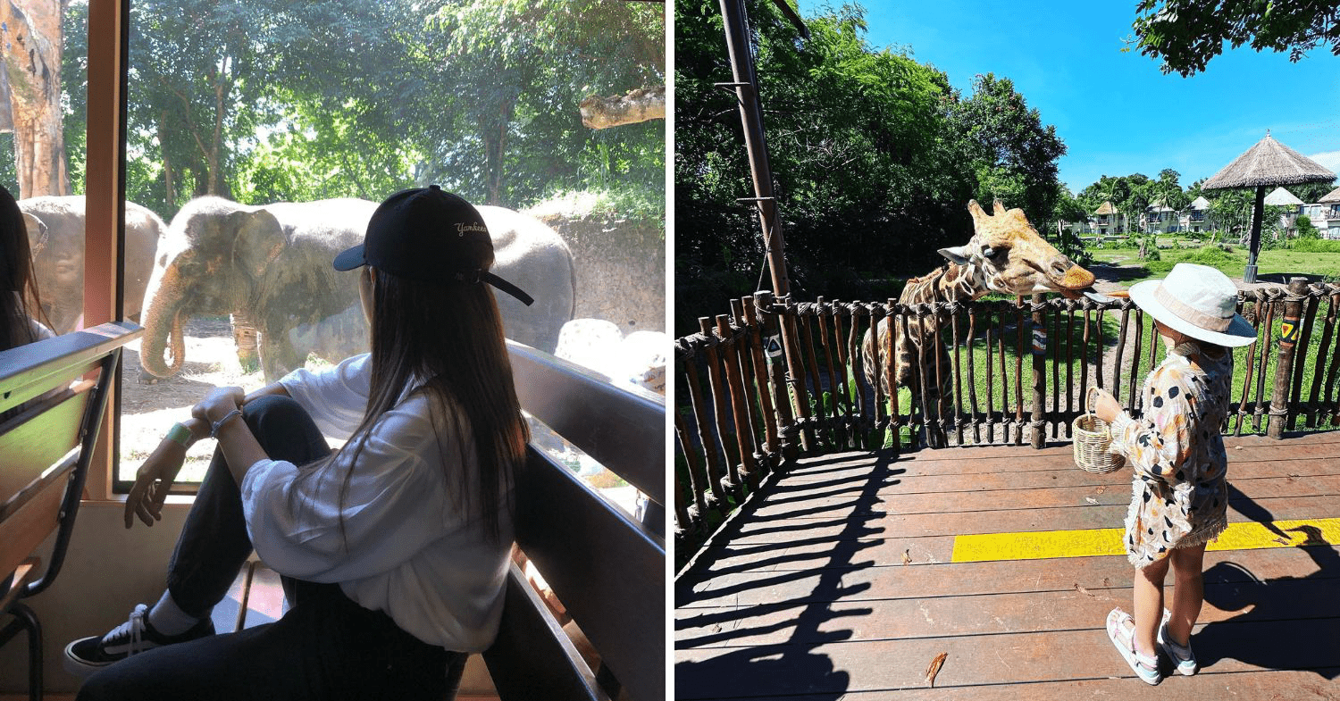 safari tram ride and feeding giraffe