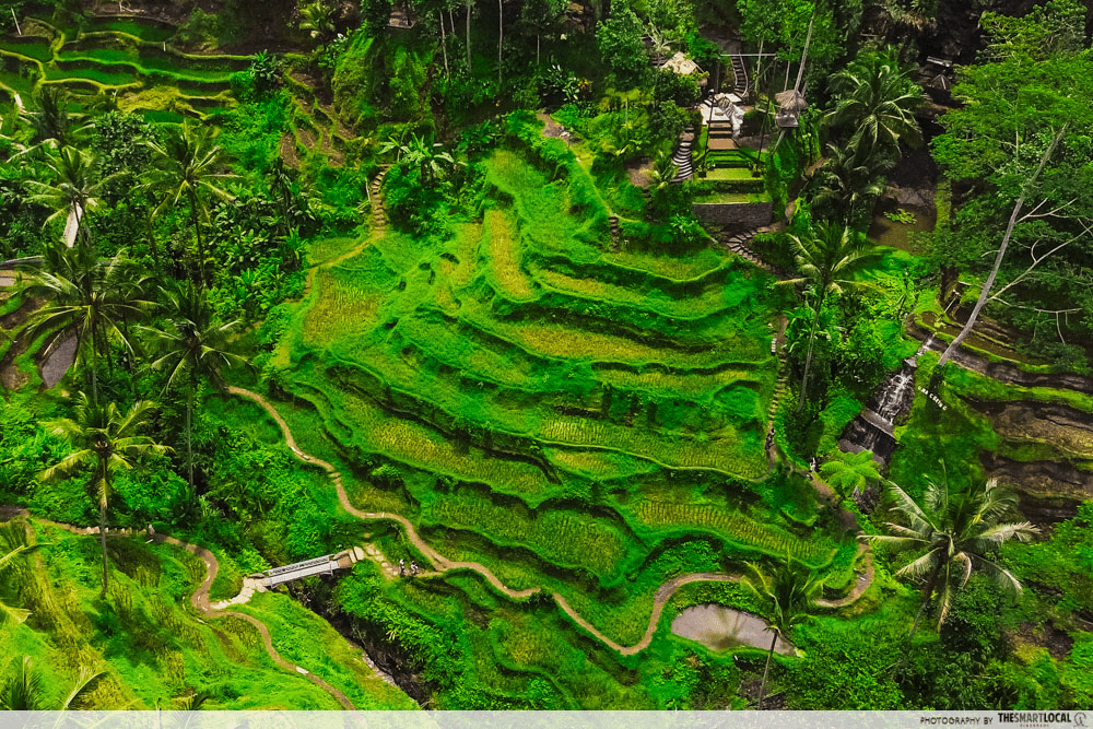bali - tengalangang rice terrace overview