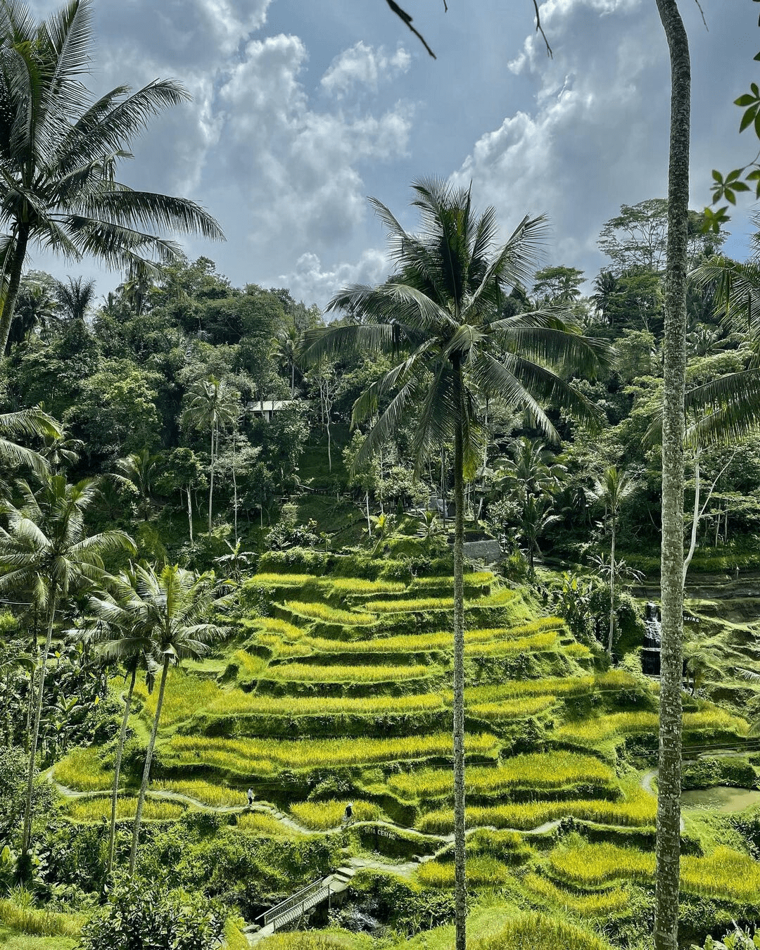 best temples in bali - gunung kawi temple rice paddy