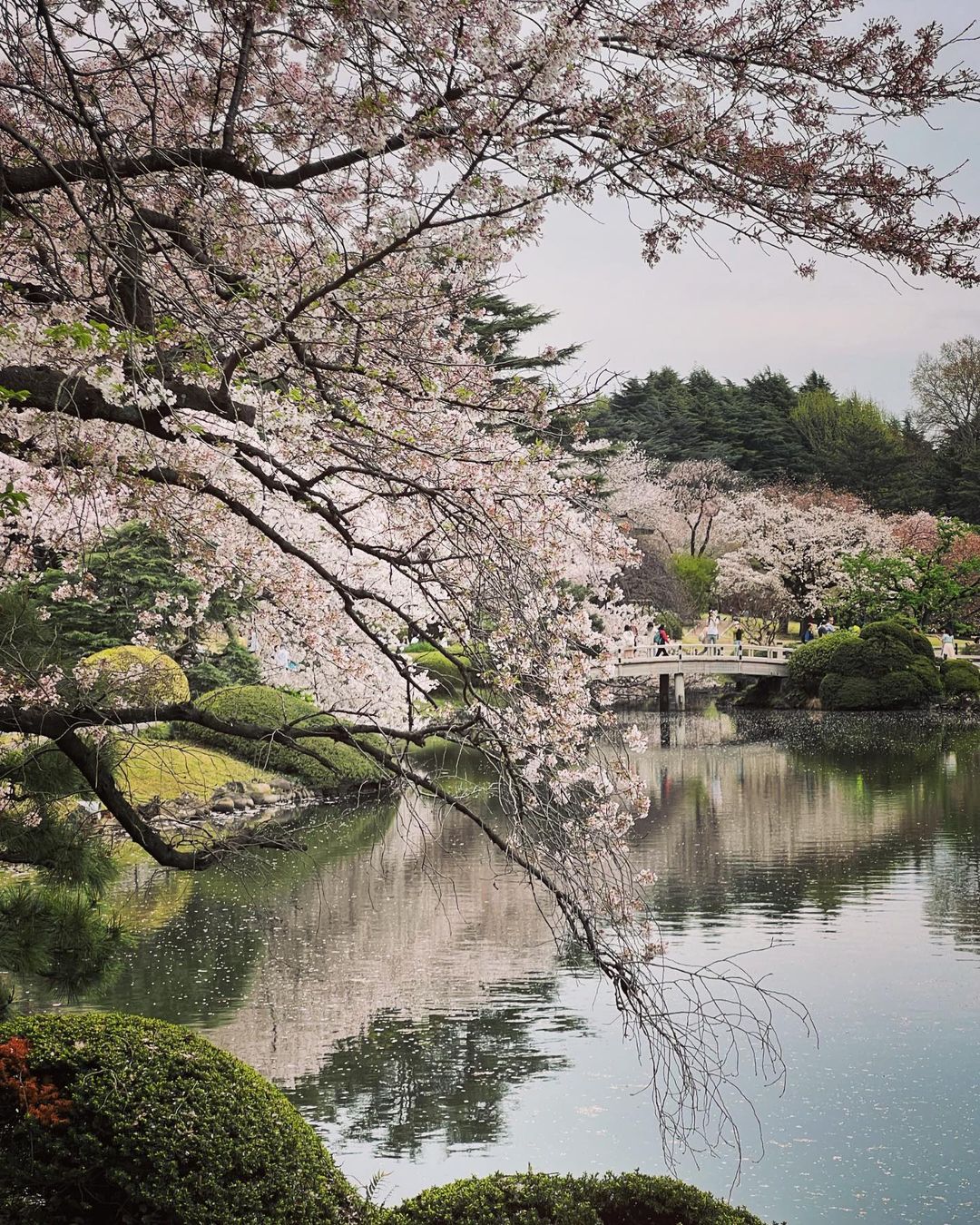 shinjuku gyoen national garden sakura cherry blossom trees