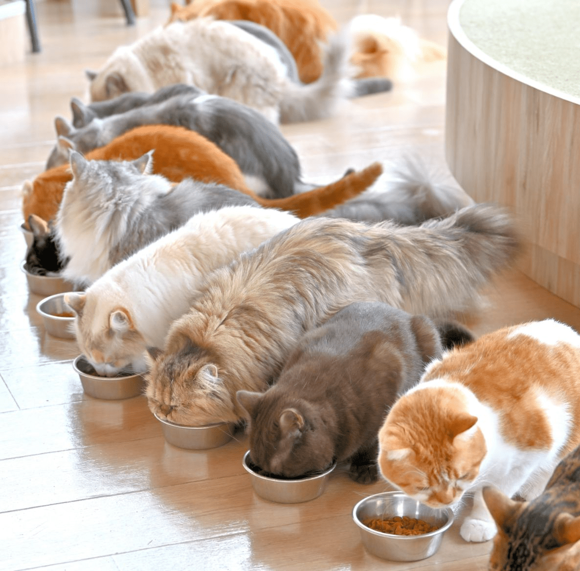 meal time of cats at cat cafe MOCHA