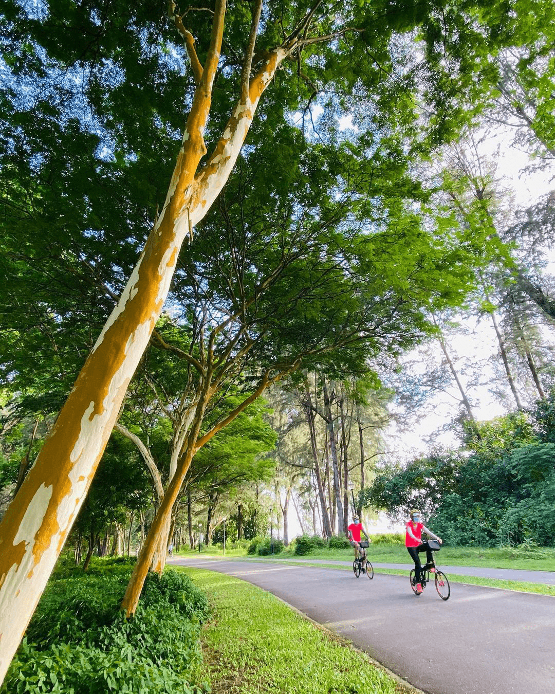 cycling routes - changi park connector