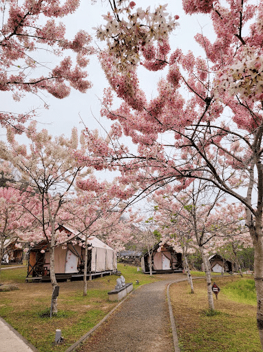 sakura blossom