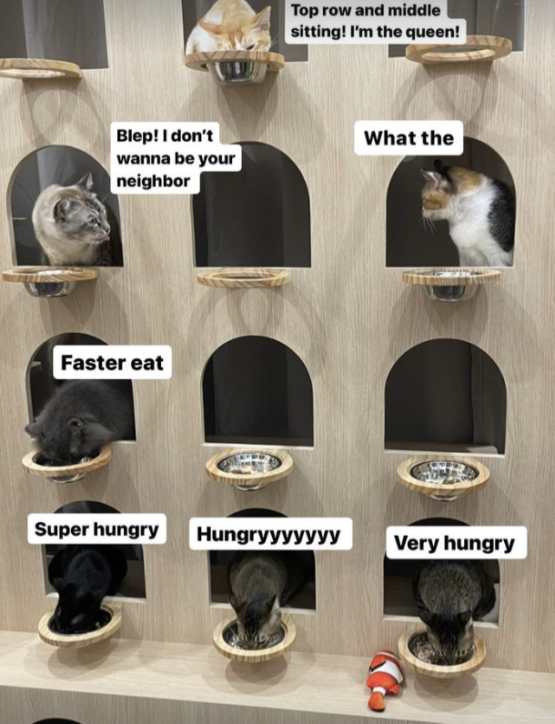 meownistry of meow - cat wall