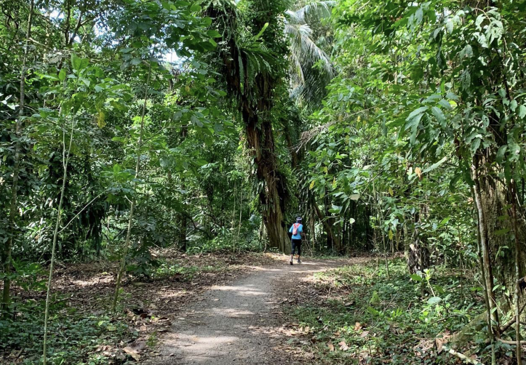 Central Catchment Nature Reserve [Updated 2023 Guide]