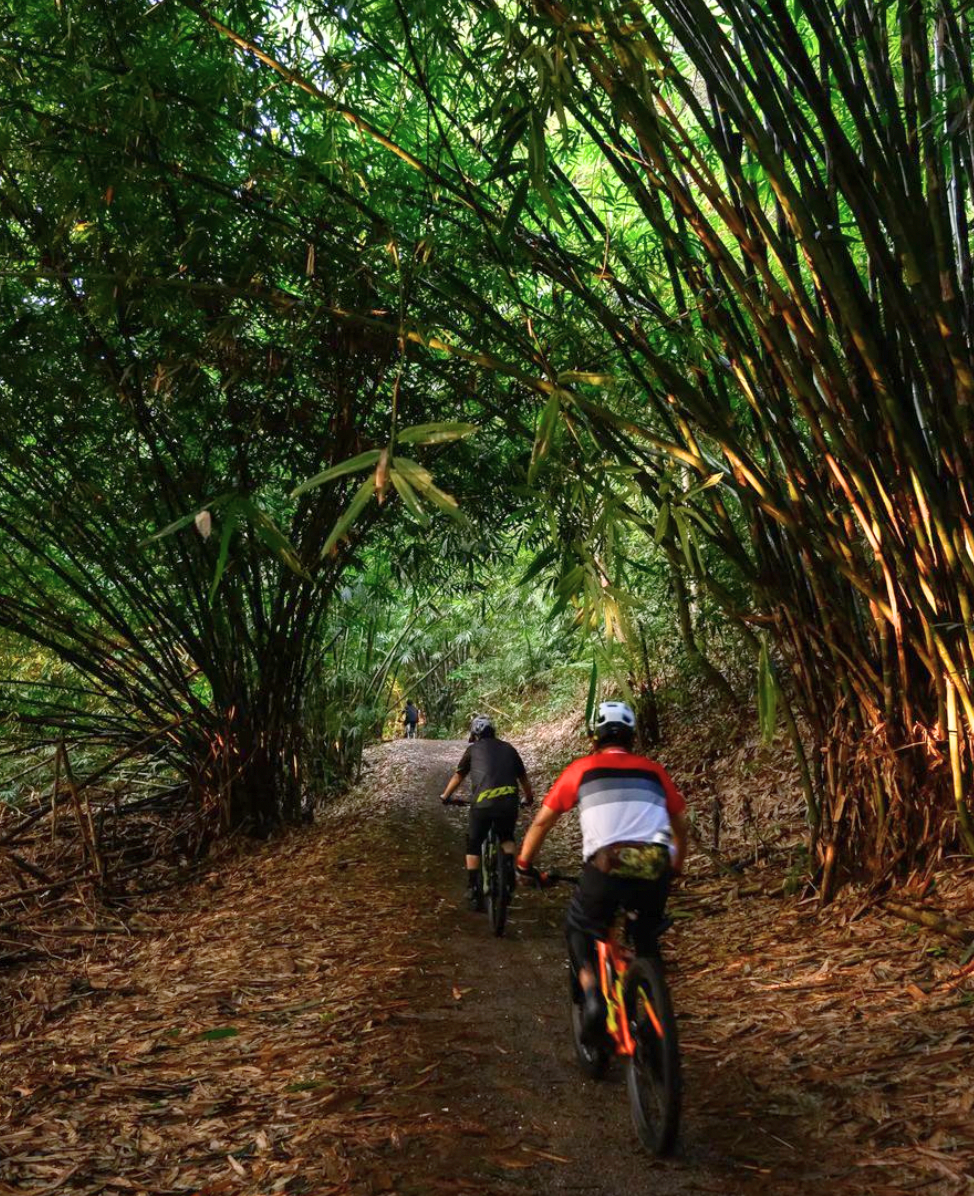 Central Catchment Nature Reserve - Mandai T15 Trail mountain biking