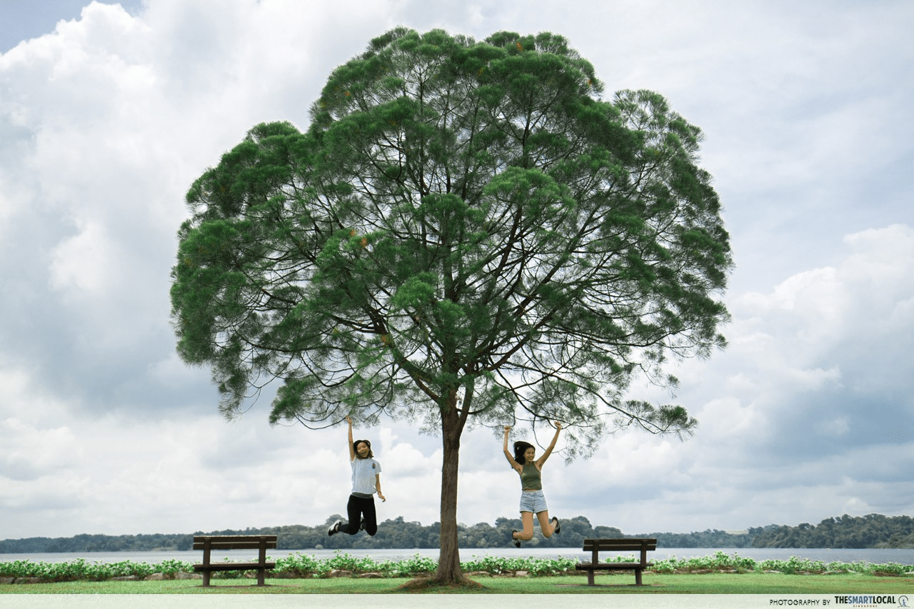 Central Catchment Nature Reserve - Upper Seletar Reservoir Park lone tree