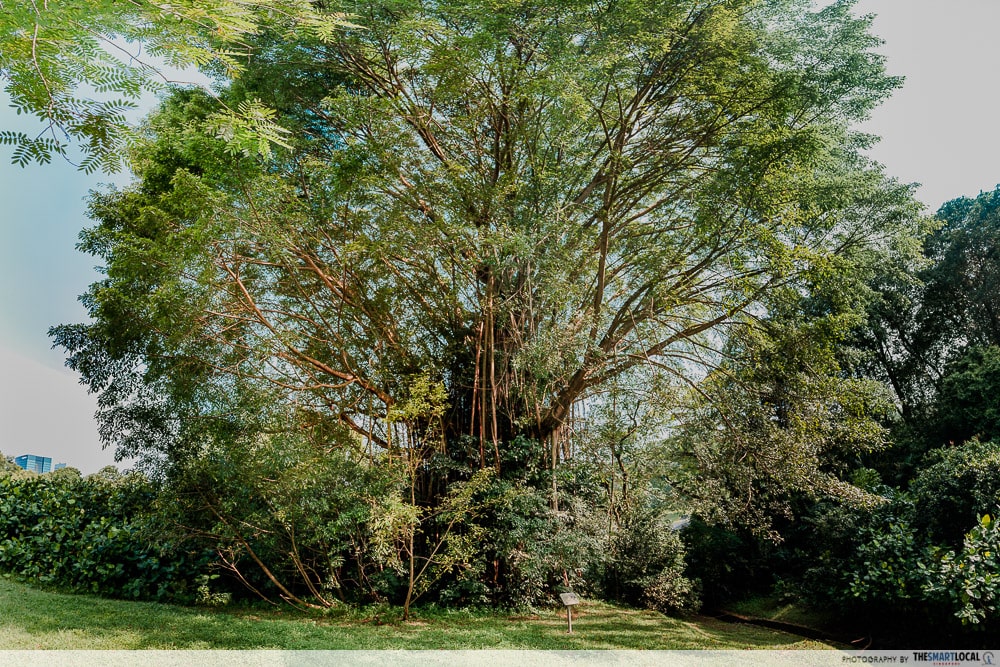 Guide to Canterbury Road - bodhi tree