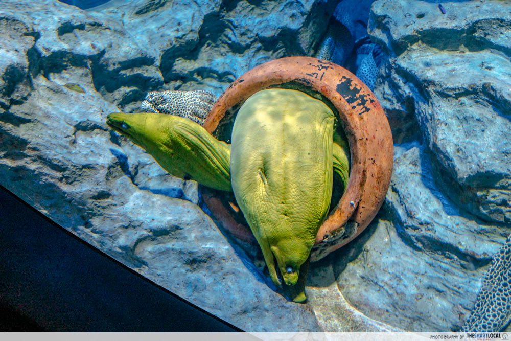 sea aquarium eel