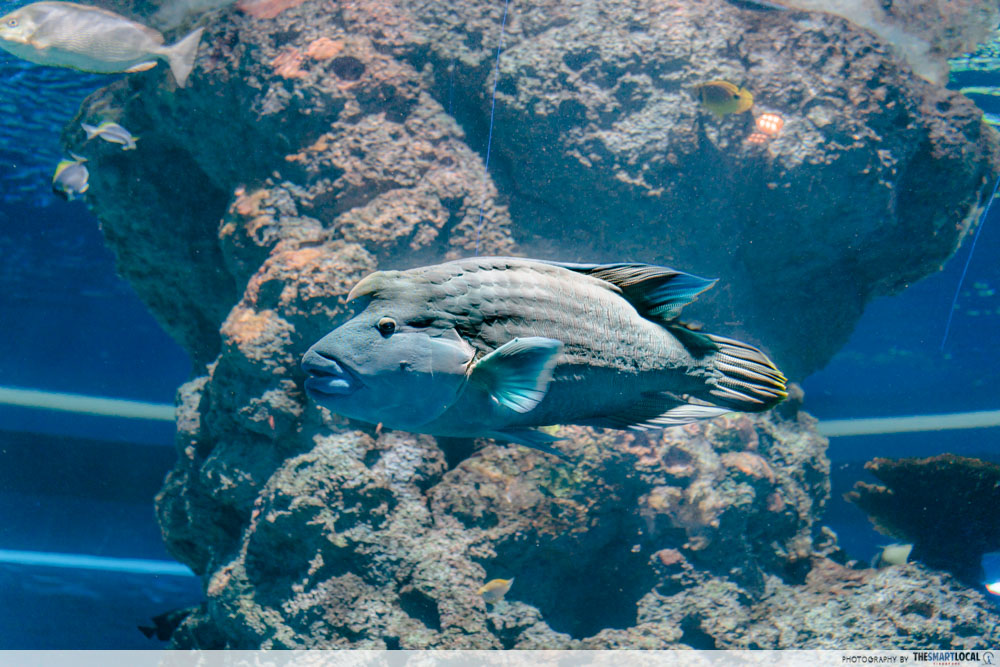 sea aquarium napolean wrasse