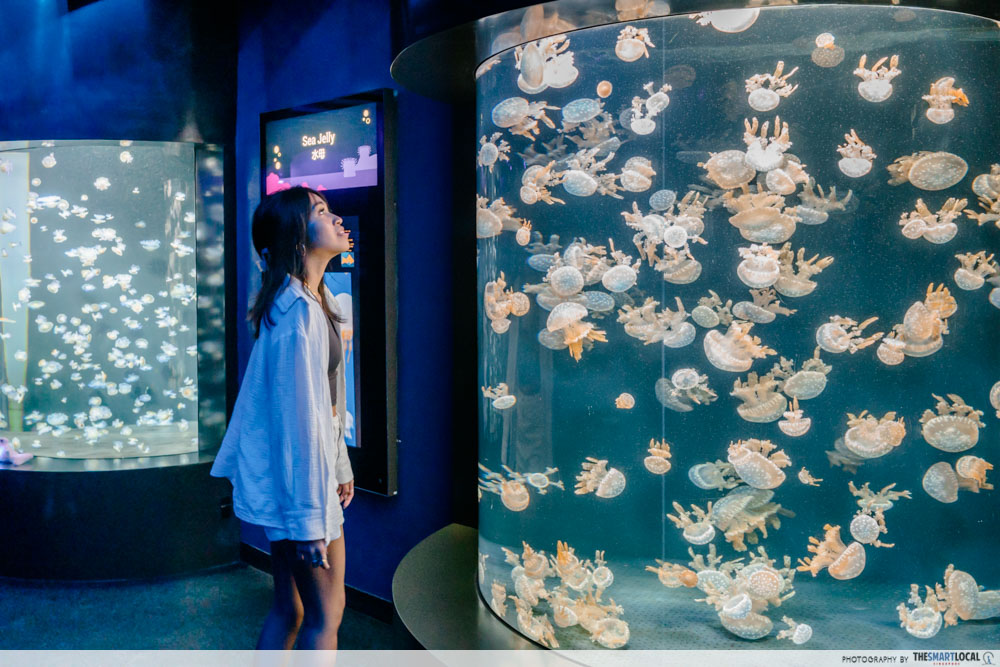 sea aquarium - sea jellies
