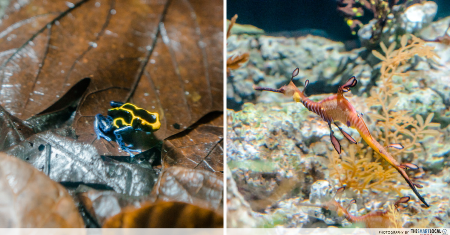 sea aquarium - frog 